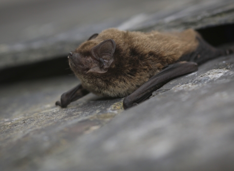 A close up of a Leisler's bat, a small fluffy brown bat with quite large ears. Lying on a rock facing left, with it's wings folded up beside it like arms and it's nose pointing upwards. The rock surface behind it appears to have a crevice, where the bat may have emerged from.