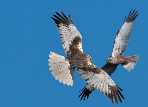 Marsh harrier