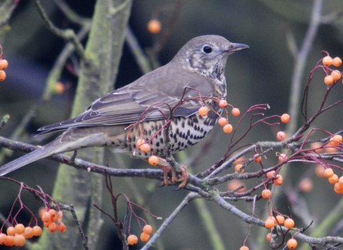 Mistle thrush