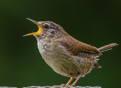 Wren