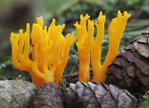 A bright yellow/ orange branching fungi that resembles a deer's antlers, Growing out of pinecones, on ground covered in pine needles.