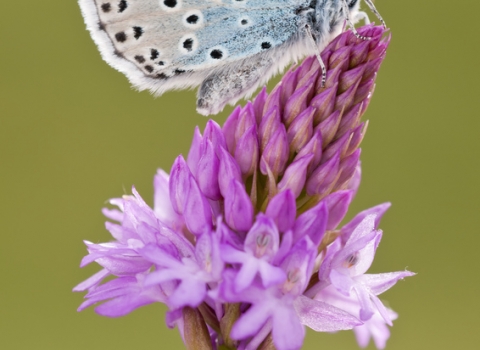 Large blue butterfly on a pyramidal orchid