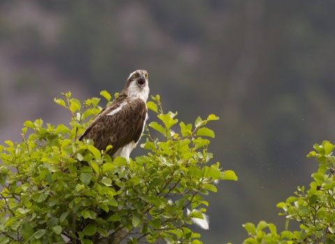 Osprey