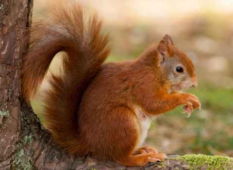 Red squirrel - Mike Snelle