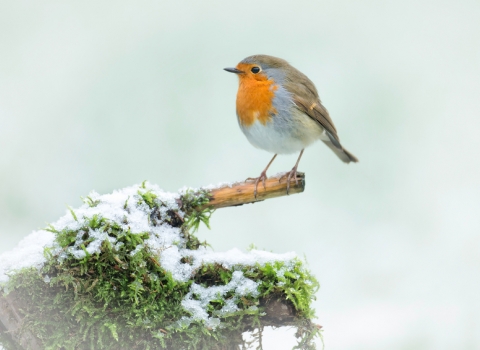 robin in snow - Jon Hawkins - surrey hills photography
