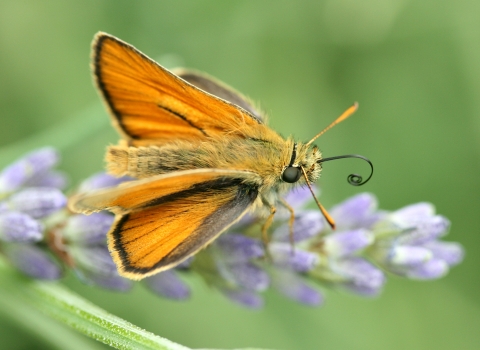 Small skipper (c) Jim Higham