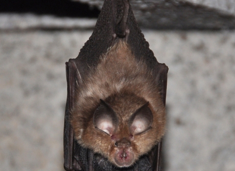 Lesser horseshoe with young at Gwaith Powdwr nature reserve