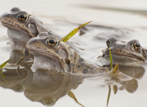common frogs, Katrina Martin - 2020vision