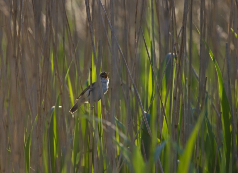 reed warbler in fens, David Tipling - 2020vision