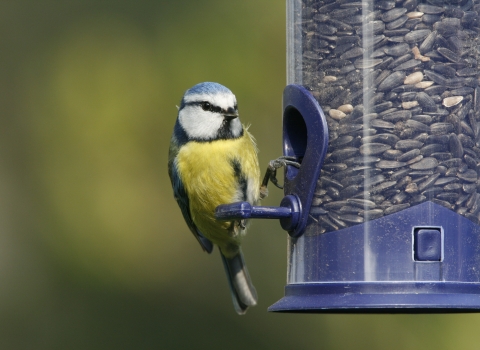 Blue tit and black sunflowers
