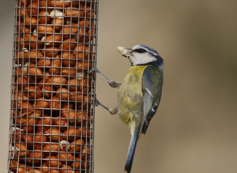 Blue tit eating peanuts