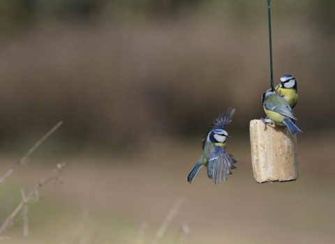 Blue tits on suet