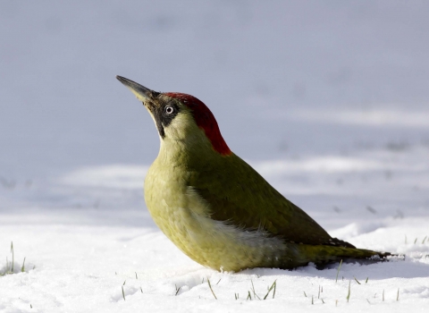 Green woodpecker