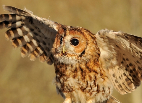 Tawny owl