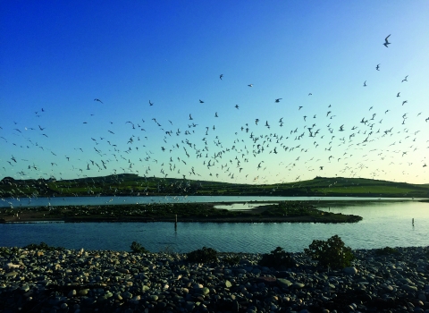 Terns at NWWT Cemlyn nature reserve