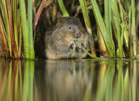 Water vole_Terry Whittaker2020VISION