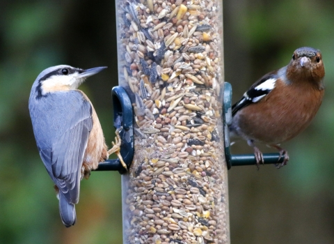 A close up of a bird feeder full of seeds. On the left perch is a nuthatch, a small bird with grey wings, yellow chest and a black eyestripe. On the right perch is a Chaffinch, with a brown breast, grey cap, and white and black bars on the wing.