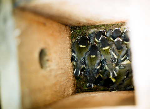 Great tit nestlings in a nest box