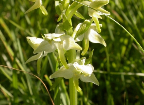 A Greater butterfly orchid, with whitish-green flowers that have spreading petals and sepals - a bit like the wings of a butterfly.