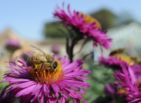 honey bee on pink aster flower_ Nick Upton- 2020vision