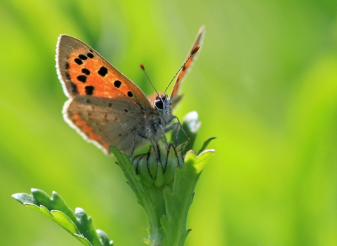 small copper butterly _ Vicky Nall.