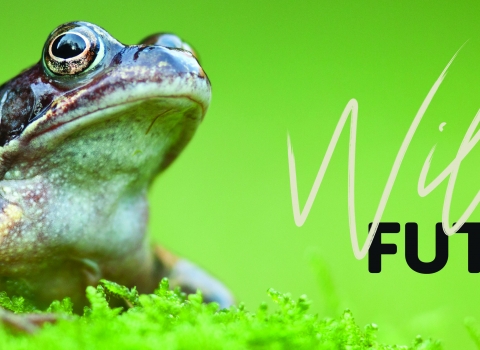 Hero area - common frog_Wilder Future campaign