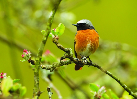 Redstart