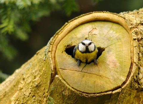 Blue tit nest