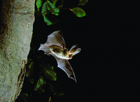 A small brown bat with large rounded ears, at least a third of it's body length, and wings spread wide as it leaps from the tree on the left side of frame. The background is pitch black as it is night, with a few branches of green leaves coming in from the left where the tree is.