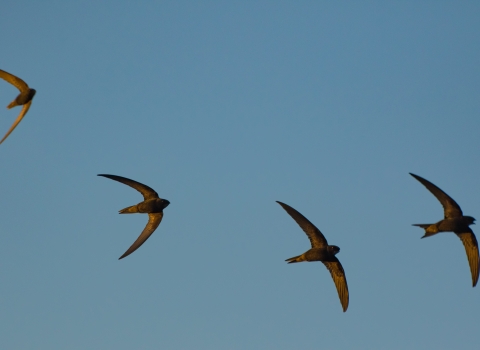A group of four swifts, small dark birds with scythe shaped wings, in flight at dusk.