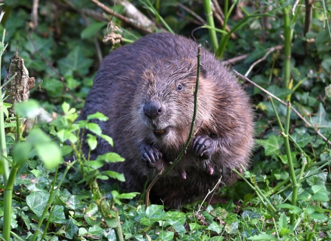 Beaver in vegetation by David Parkyn @cornwall wildlife trust