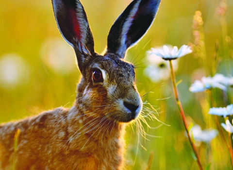 Hare
