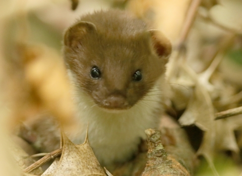 Stoat at Spinnies Aberogwen Nature Reserve_Steve Ransome