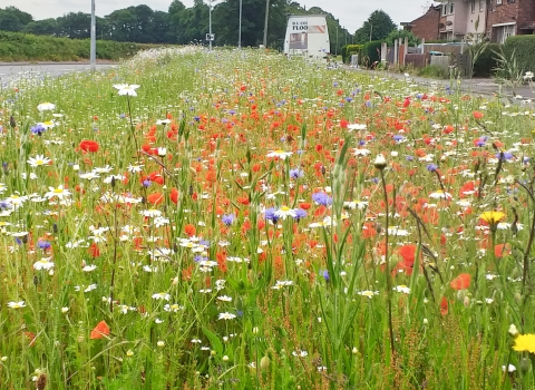 Wildflower meadow on the Wrexham Industrial Estate Living Landscape project