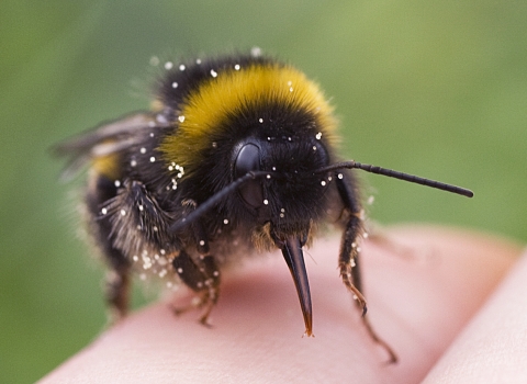 White-tailed bumblebee