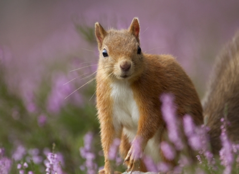 Red Squirrel: Peter Cairns 2020 Vision