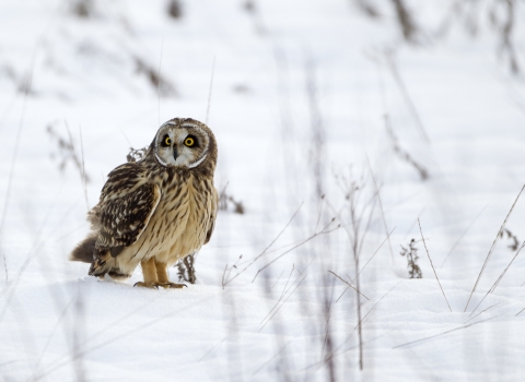 Short-Eared Owl