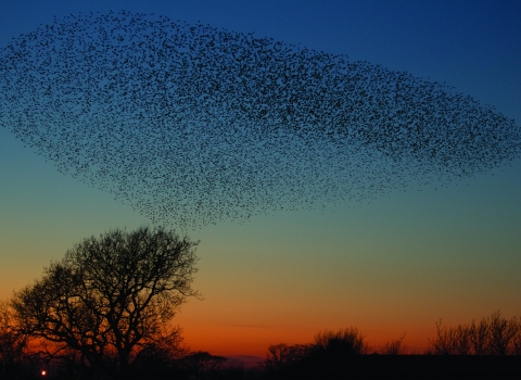 Starling murmuration