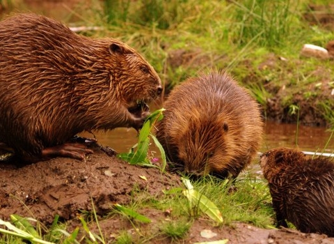 Beaver family - Jeremy Usher Smith