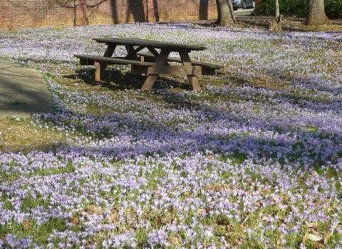 Natural picnic area