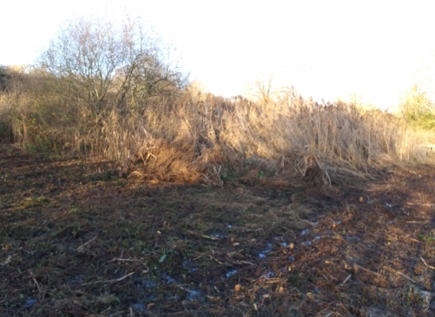 Marchwiel Marsh, Wrexham - Before