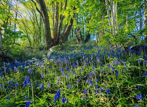 A small slope, with trees growing higher up on it, lots of green leaves and a pale blue sky just visible through the woodland. At the bottom of the hill in a more shaded area are hundreds of bluebells, small delicate flowers, with dark blue bell shaped flowerheads, that droop at the top of the stem, that carpet the woodland floor.