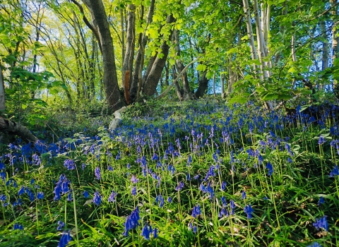 Coed y Felin bluebells