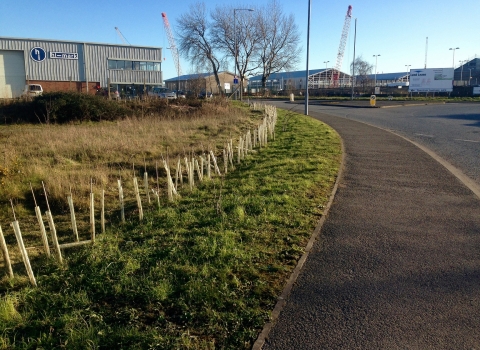 Hi-mark hedge, Wrexham Industrial Estate