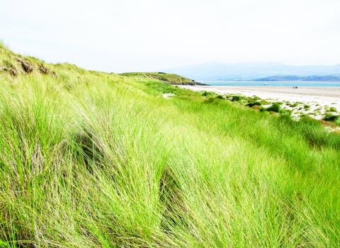 Morfa Bychan Nature Reserve