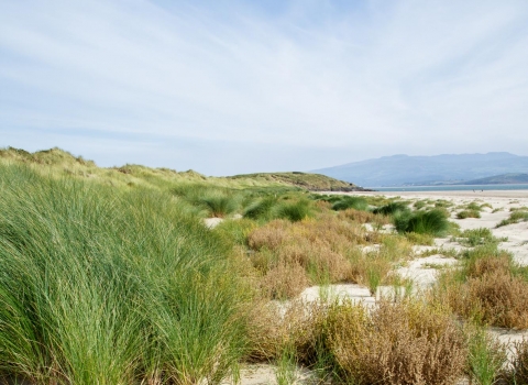 Morfa Bychan Nature Reserve