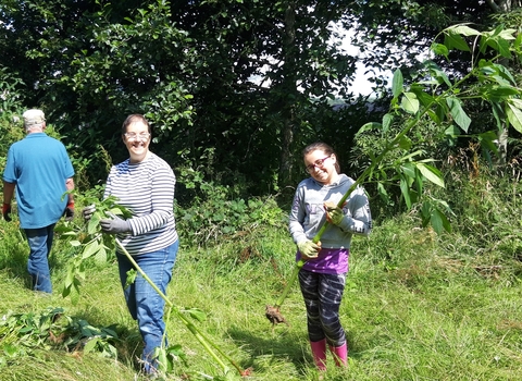 Volunteer balsam bash