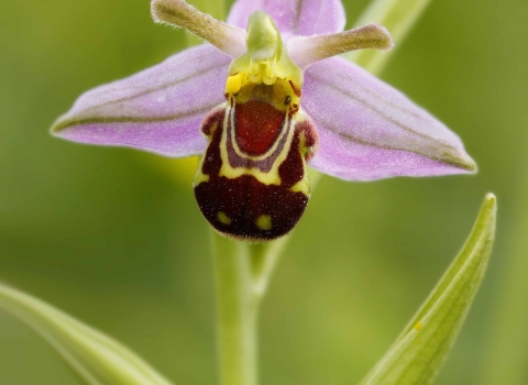 Bee Orchid