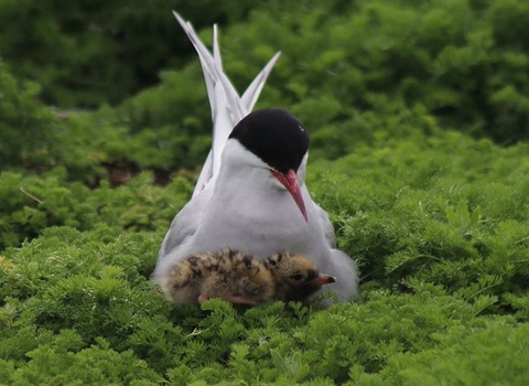 Tern and chick