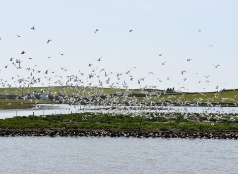 A large flock of terns, black and white sea birds, take flight on mass from their small nesting islands surrounded by a calm lagoon of water. Behind them hills and farmland with a pale grey sky.